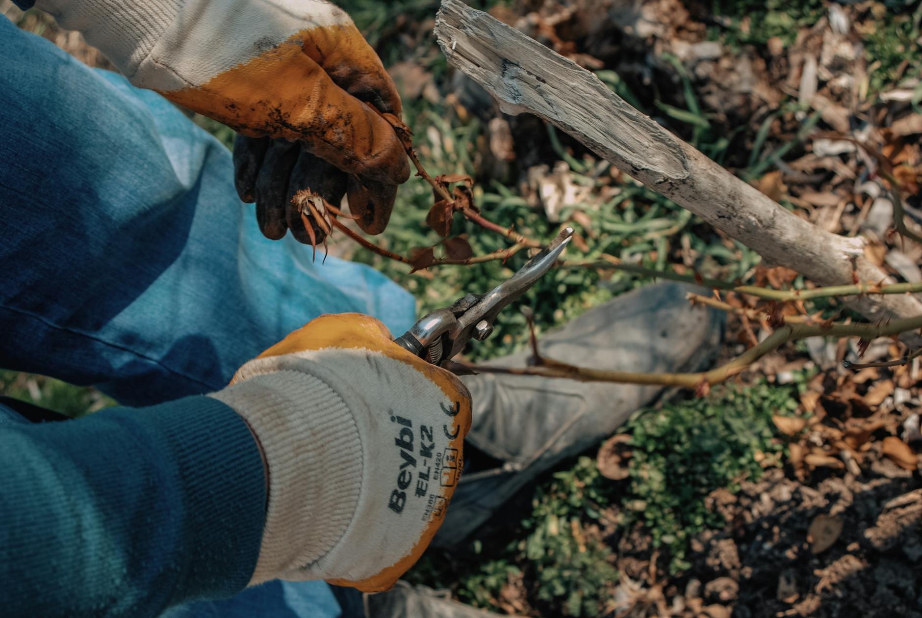 Close-up of a gardener using shears to prune dry rose twigs outdoors.